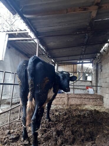 inek satisi: Qara-alaca inək - Cins: qara-alaca tipli - Rəng: qara, sinə və qarın — 3