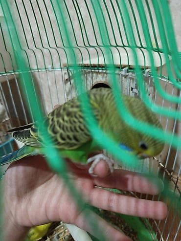 tutuquşu haqqinda melumat: Məhsul: Dalmatin və klassik rəng çalarlarında (yaşıl-sarı, mavi-ağ — 5