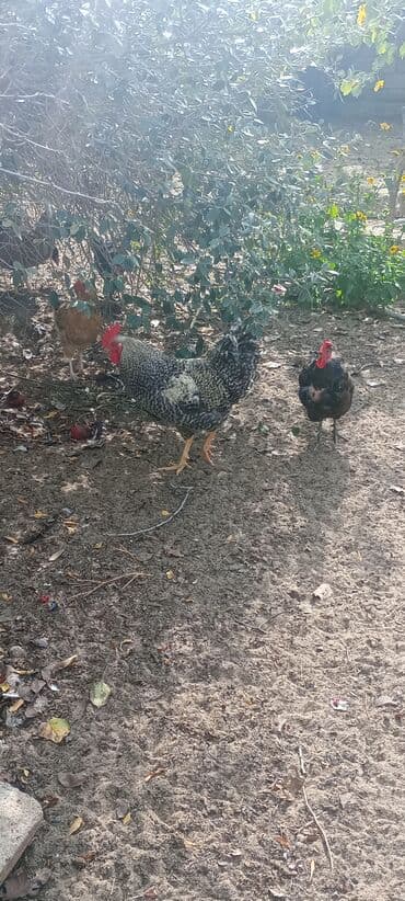 xoruzun nece rengi var: Xoruz, il: 1, Ödənişli çatdırılma — 3