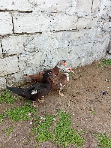 ördeklər: 6disdi 3 denesi 25 manat 3 ise 20 manat hazır yumurtalayir barter — 2