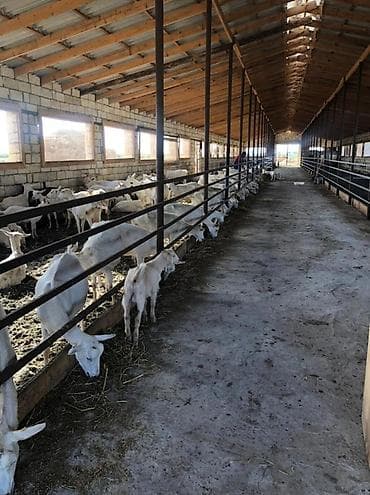 sekide: 100 sot, Kənd təsərrüfatı, Barter mümkündür, Kupça (Çıxarış) — 6
