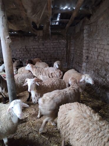 Коровы, быки: Təmiz ətləri 20-30 kq arası erkəy quzulardı — 1