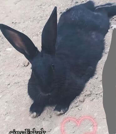 dovşan üçün qəfəs: Erkek dovsan. 14 ayliqdir. Saglamdir temizdir. Yarasi ve diger — 1