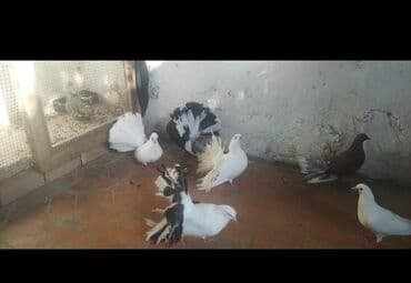 amerika devequsu haqqinda melumat: Salam pavilin satilir Rasiya sortudu,icinde birdene maya are Alman — 2