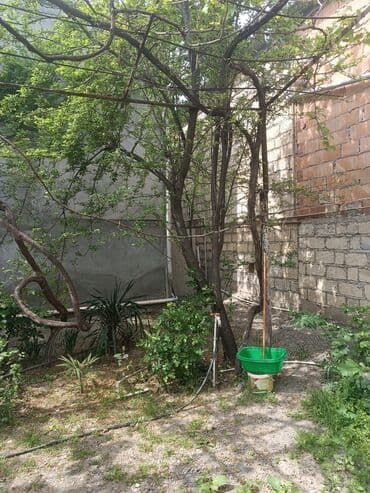 meyve tərəvəz: RT Arxasında körpüdən sağda 2 ci küçədə 2 mərtəbəli 8 otaqlı həyət evi — 25