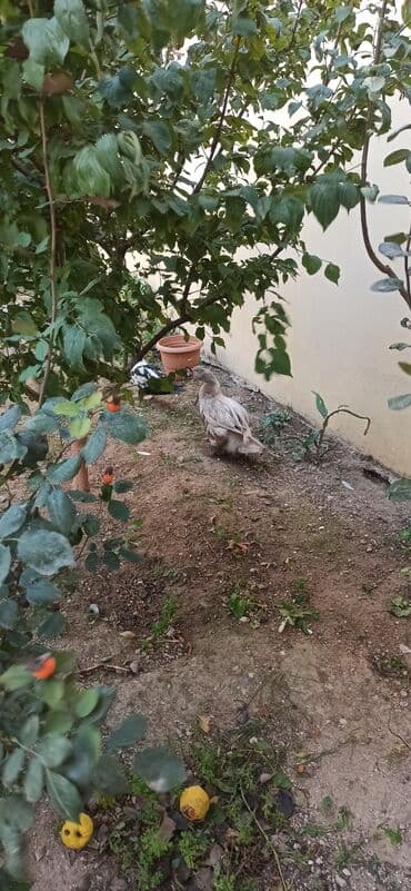 zumrud ordək: Məhsul: Moskovi ördəkləri (iki baş) Xüsusiyyətlər:1 krasnadar erkey — 3