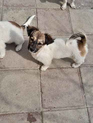 papuqay satisi gence: Zvonok, 3 ay, Dişi, Ünvandan götürmə — 2