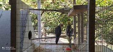 Nimfa (Cockatiel) tutuquşuları və quşlar üçün geniş qəfəs dəsti