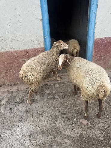 Təcili satılır. Qoyunlar qoca deyil, cavandırlar. Onlardan ikisi hələ