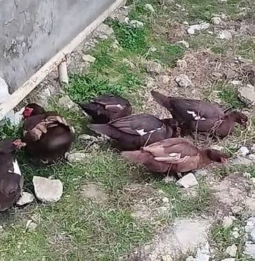Другие птицы: Gördüyünüz temiz qan qırmızı öküzlərin balaları var satışda 11 ədəddir — 1