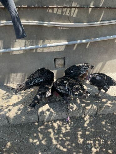 hinduşqa yumurtası: Dişi, Amerika, Damazlıq, Ünvandan götürmə — 2