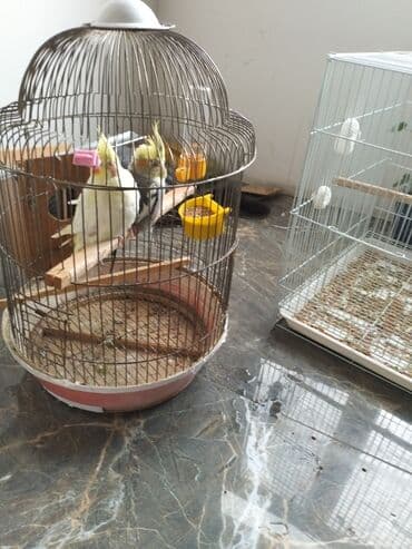 Nimfa tutuquşuları (Cockatiel cütlük) Sarı tək başına 50 Qara