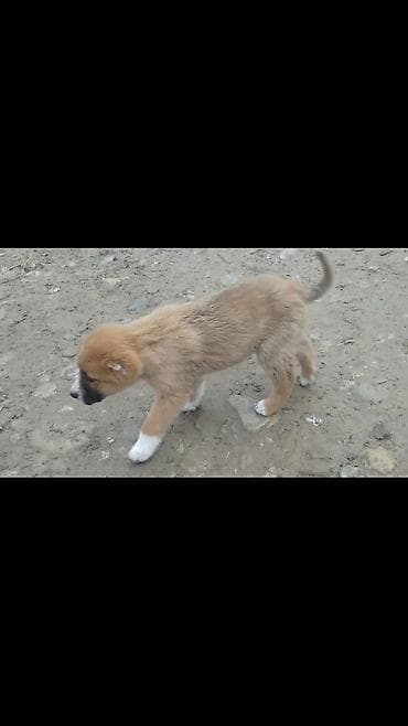 heyvan yemleri: Kanqal, 1 ay, Erkek — 1