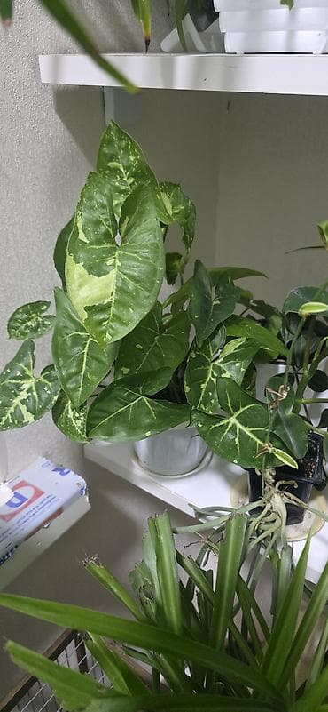 begonvil gulu: Ev gulleri satiram.Unvan kohne gunesli.Catdirilma metro — 4