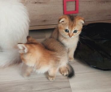 1 azn pişik: Şotland, Erkək, Dişi, Yaxşı əllərə, Ünvandan götürmə — 3