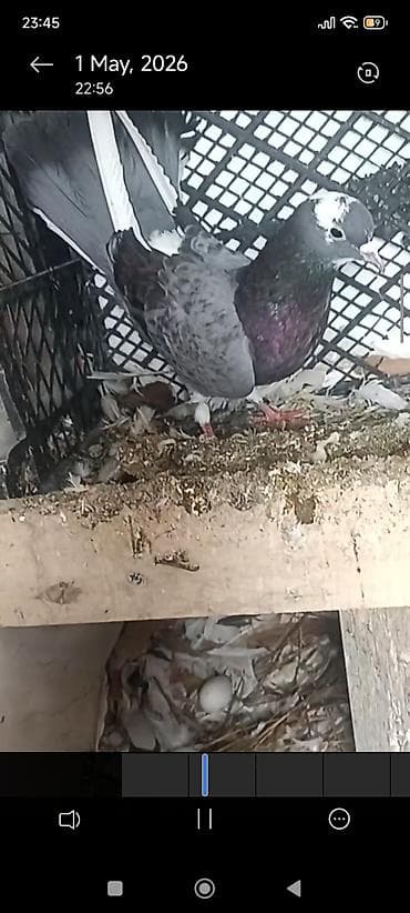 goyərcin yumurta: Cüt dekorativ göyərçin - Növ: dekorativ ev göyərçinləri, cüt - — 8