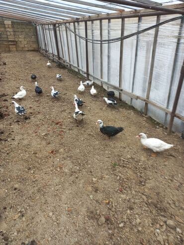 Сельхоз птицы: Самец, | Lal ordek, Для мяса, Самовывоз — 3