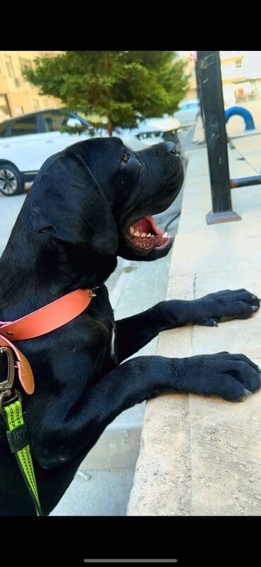 cins itler: Kane-Korso, 10 ay, Dişi, Sənədli — 5