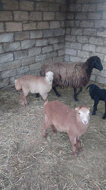 Quzu: 400 manatda 750 manata kimi var komda satılır ümumi 27 baş heyvandı — 9