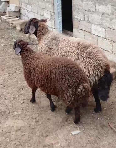 afçarka balası: Qoyunlar – 2 baş
balası da dişidi. Ünvan Bilgəh — 3