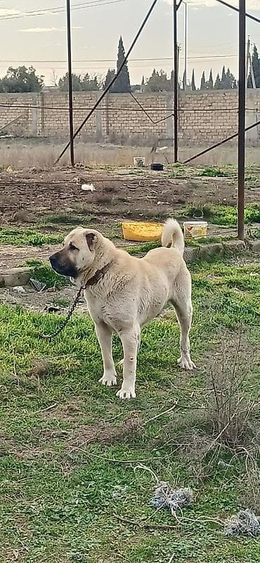 dog argentin: Kanqal, 2 il, Erkek — 2