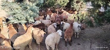 K/t heyvanları üçün mallar: Satış üçün qoyun sürüsü - Növ: qarışıq yerli cinslər (xallı — 4