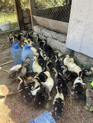 40 günlük lal ördək satılır.Qiymət 7 manat sondur.Bu gün çıxmış