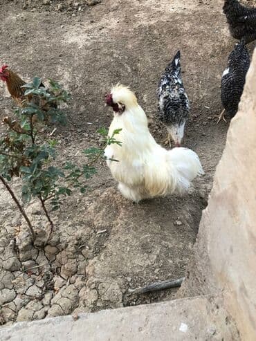 kend colpaları: Toyuq, Damazlıq, Ünvandan götürmə — 2