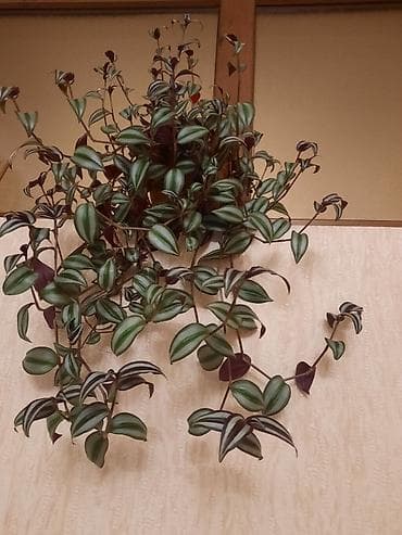 hilba bitkisi: Tradescantia zebrina (Zebra asma bitkisi) – dekorativ asma/ərpəyən ev — 1
