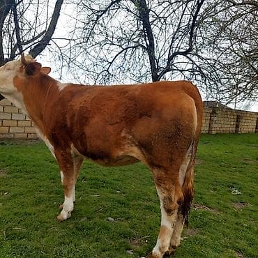 bakida it bazari hardadir: Qaramal – disi dana/sımmental Xüsusiyyətlər: - Rəng: qırmızı-ağ (baş — 4