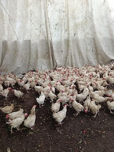 Toyuq, Liqorin, Yumurtalıq, Ünvandan götürmə lalafo.az -da Toyuq, Liqorin, Yumurtalıq, Ünvandan götürmə