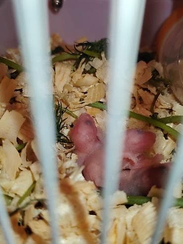 ev sıçanı: SATİLİR.5 balasi var qefes ustunde — 3