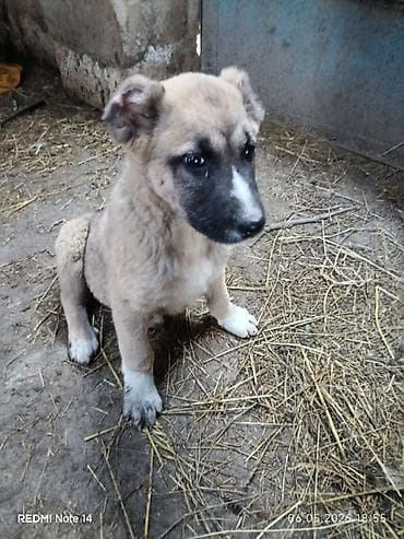 Qurdbasar, 2 ay, Erkek, Peyvəndli, Rayonlara çatdırılma