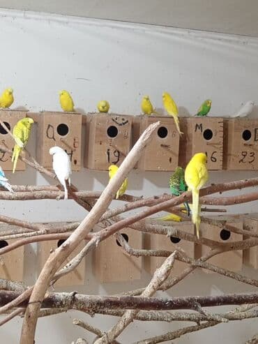 Akvariumlar: Vistavka şou quşları satılır 🦜 Qiymət: 60 AZN (1 ədəd) Mövcud say: 30 — 7