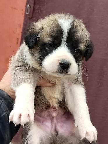 Qurdbasar, Erkek, Ödənişli çatdırılma lalafo.az -da Qurdbasar, Erkek, Ödənişli çatdırılma