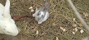 çöl dovşanı: Dovşan balaları – dekorativ və təsərrüfat üçün - Növ: dekorativ/ətlik — 2