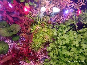 it bala: Akvarium bitkiləri gübrələr və balıqlar. Akvariumların dizayn olunması — 8