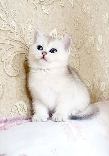 pisik balası verirem: Britan, Erkək, Dişi, Yaxşı əllərə, Ünvandan götürmə — 2