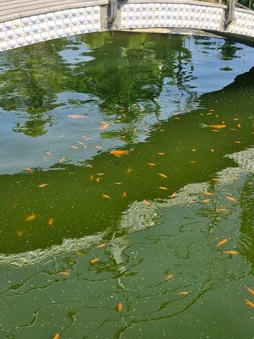 oskar balığı: Koi Yapon Qizil baliqlari. Hovuz seraitinde yasayirlar. Istiye ve — 3