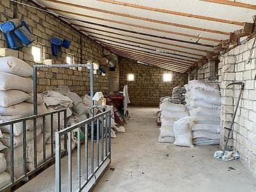 kiraye gence: Ferma/Göyçayda 260 hektar sahədə ferma bütün avadanlıqlarla və fermada — 2