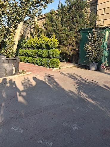 banan agaci: Landşaft ağac və kolları – fidanlar və iri qablarda dekorativ bitkilər — 5