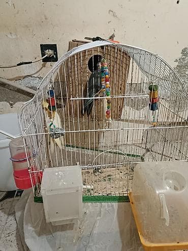 Heyvanlar üçün mallar: Salam bir cut karella satilir gorduyunuz her wey verilir. Sari Mayadi — 1