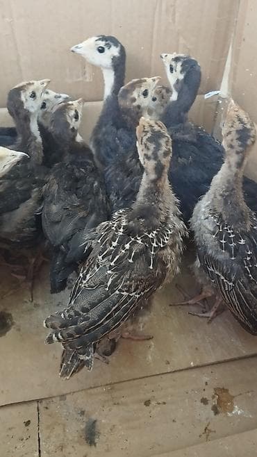 Другие птицы: 1 aylıq balalardı tam sağlamdı sağlamlıqlarına cavabdehəm 18 denedi — 4