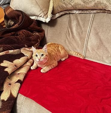 alisanın pişiyinin adı nədir: Tabbi, Yaxşı əllərə — 2