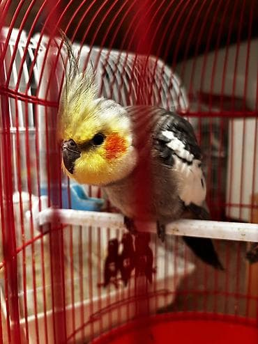 afcarka dişi: Korella cütü satılır cütü 65 manata əgər istəyən olsa — 5