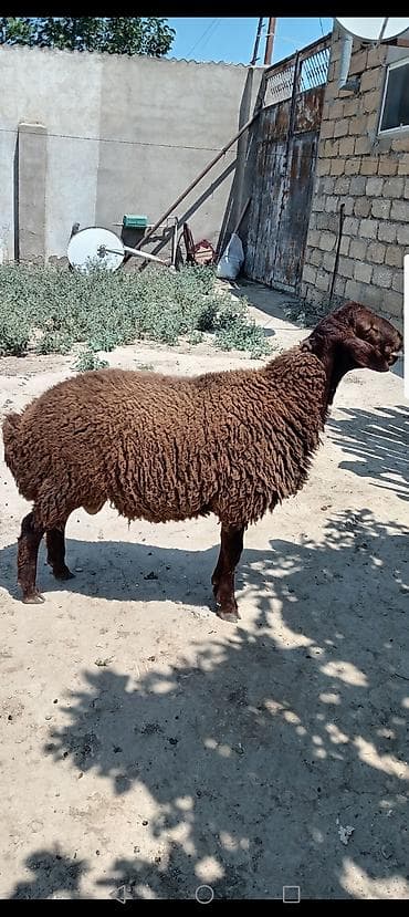 Qoyunlar, qoçlar: Qoyun – yerli cins, qəhvəyi rəngli, uzunqulaqlı 6 aylıq, erkək, Qala — 3