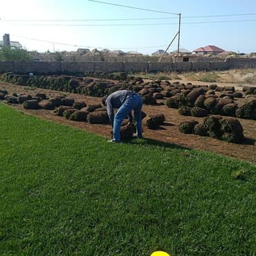 toxum gulleri: Qazon satisi catddirilmasi ve serilmesi yuksək keyfiyyət serferli — 2