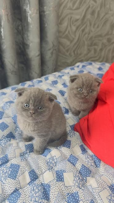 pişik gəncə: Şotland yastı qulaq, Erkək, Dişi — 6