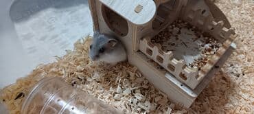 купить хорька в баку: Mini dekorativ xamyaklar – ev heyvanı üçün ideal seçim! — 3