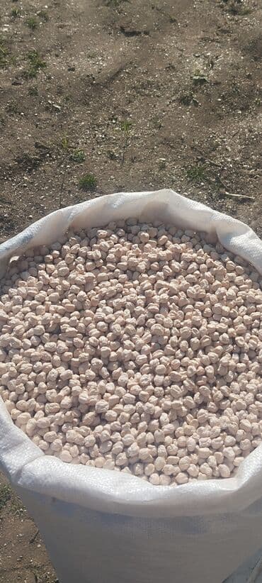 alcipan fiqurlari 2019: Nohud Toxumu Regyonun Nömrə bir Toxumu AGRO Texniki Qaydalarla — 1